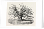 The Fairlop Oak in Hainault Forest, Sixty Years Since by Anonymous