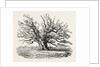 The Fairlop Oak in Hainault Forest, Sixty Years Since by Anonymous