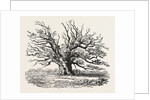 The Fairlop Oak in Hainault Forest, Sixty Years Since by Anonymous