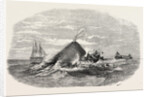 Destruction of the Larboard Boat of the Ann Alexander, by a Sperm Whale, in the South Pacific by Anonymous