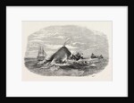 Destruction of the Larboard Boat of the Ann Alexander, by a Sperm Whale, in the South Pacific by Anonymous