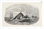 Destruction of the Larboard Boat of the Ann Alexander, by a Sperm Whale, in the South Pacific by Anonymous