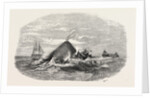 Destruction of the Larboard Boat of the Ann Alexander, by a Sperm Whale, in the South Pacific by Anonymous