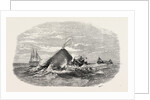 Destruction of the Larboard Boat of the Ann Alexander, by a Sperm Whale, in the South Pacific by Anonymous