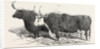 Smithfield Club Prize Cattle: Mr. Kinderley's Pembrokeshire Ox and Mr. Longmore's Herefordshire Ox by Anonymous