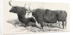 Smithfield Club Prize Cattle: Mr. Kinderley's Pembrokeshire Ox and Mr. Longmore's Herefordshire Ox by Anonymous
