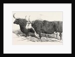 Smithfield Club Prize Cattle: Mr. Kinderley's Pembrokeshire Ox and Mr. Longmore's Herefordshire Ox by Anonymous