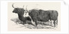 Smithfield Club Prize Cattle: Mr. Kinderley's Pembrokeshire Ox and Mr. Longmore's Herefordshire Ox by Anonymous