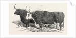 Smithfield Club Prize Cattle: Mr. Kinderley's Pembrokeshire Ox and Mr. Longmore's Herefordshire Ox by Anonymous