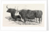 Smithfield Club Prize Cattle: Mr. Kinderley's Pembrokeshire Ox and Mr. Longmore's Herefordshire Ox by Anonymous