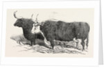 Smithfield Club Prize Cattle: Mr. Kinderley's Pembrokeshire Ox and Mr. Longmore's Herefordshire Ox by Anonymous