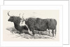 Smithfield Club Prize Cattle: Mr. Kinderley's Pembrokeshire Ox and Mr. Longmore's Herefordshire Ox by Anonymous