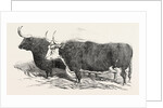 Smithfield Club Prize Cattle: Mr. Kinderley's Pembrokeshire Ox and Mr. Longmore's Herefordshire Ox by Anonymous