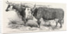 Smithfield Club Prize Cattle: Mr. Joseph Gillett's Durham, or Short-Horned Cow, and Mr. Joseph Phillips's Hereford Steer by Anonymous