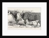 Smithfield Club Prize Cattle: Mr. Joseph Gillett's Durham, or Short-Horned Cow, and Mr. Joseph Phillips's Hereford Steer by Anonymous