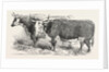 Smithfield Club Prize Cattle: Mr. Joseph Gillett's Durham, or Short-Horned Cow, and Mr. Joseph Phillips's Hereford Steer by Anonymous