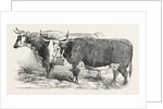 Smithfield Club Prize Cattle: Mr. Joseph Gillett's Durham, or Short-Horned Cow, and Mr. Joseph Phillips's Hereford Steer by Anonymous