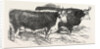 Smithfield Club Prize Cattle: Prince Albert's Hereford Ox and Mr. William Heath's Hereford Ox by Anonymous