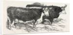 Smithfield Club Prize Cattle: Prince Albert's Hereford Ox and Mr. William Heath's Hereford Ox by Anonymous