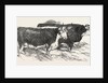 Smithfield Club Prize Cattle: Prince Albert's Hereford Ox and Mr. William Heath's Hereford Ox by Anonymous