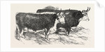 Smithfield Club Prize Cattle: Prince Albert's Hereford Ox and Mr. William Heath's Hereford Ox by Anonymous