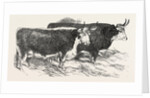 Smithfield Club Prize Cattle: Prince Albert's Hereford Ox and Mr. William Heath's Hereford Ox by Anonymous