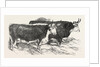 Smithfield Club Prize Cattle: Prince Albert's Hereford Ox and Mr. William Heath's Hereford Ox by Anonymous