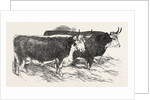 Smithfield Club Prize Cattle: Prince Albert's Hereford Ox and Mr. William Heath's Hereford Ox by Anonymous