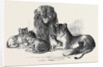 Family of Lions in the Gardens of the Clifton and Bristol Zoological Society by Anonymous