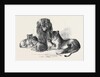 Family of Lions in the Gardens of the Clifton and Bristol Zoological Society by Anonymous