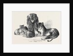 Family of Lions in the Gardens of the Clifton and Bristol Zoological Society by Anonymous
