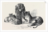 Family of Lions in the Gardens of the Clifton and Bristol Zoological Society by Anonymous