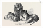 Family of Lions in the Gardens of the Clifton and Bristol Zoological Society by Anonymous