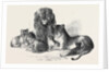 Family of Lions in the Gardens of the Clifton and Bristol Zoological Society by Anonymous