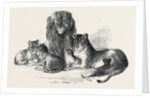 Family of Lions in the Gardens of the Clifton and Bristol Zoological Society by Anonymous