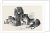 Family of Lions in the Gardens of the Clifton and Bristol Zoological Society by Anonymous