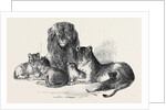 Family of Lions in the Gardens of the Clifton and Bristol Zoological Society by Anonymous