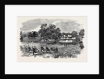 Grand Field Day of the Rifle Corps, at Torquay by Anonymous