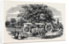 Removal of a Tree by Barron's Machine, in the Royal Botanic Society's Garden, Regent's Park by Anonymous
