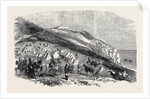 Encampment of Omer Pacha, Near Souchoum-Kaleh by Anonymous