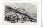 Encampment of Omer Pacha, Near Souchoum-Kaleh by Anonymous