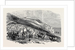 Encampment of Omer Pacha, Near Souchoum-Kaleh by Anonymous