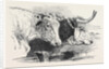 Smithfield Club Prize Cattle Show: Short Horns, Class 12 by Anonymous