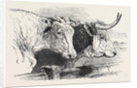 Smithfield Club Prize Cattle Show: Short Horns, Class 12 by Anonymous
