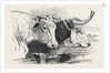 Smithfield Club Prize Cattle Show: Short Horns, Class 12 by Anonymous