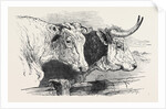 Smithfield Club Prize Cattle Show: Short Horns, Class 12 by Anonymous