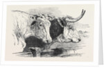 Smithfield Club Prize Cattle Show: Short Horns, Class 12 by Anonymous