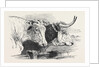 Smithfield Club Prize Cattle Show: Short Horns, Class 12 by Anonymous