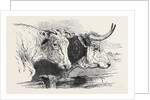 Smithfield Club Prize Cattle Show: Short Horns, Class 12 by Anonymous