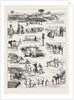 The Indian Famine, Sketches in the Affected Districts, by a Member of the Famine Relief Staff by Anonymous